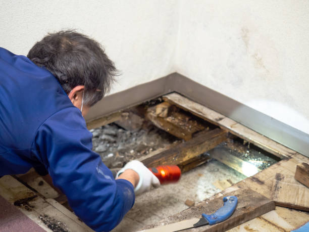 Best Mold Remediation for Specific Building Types in Skyline, AL
