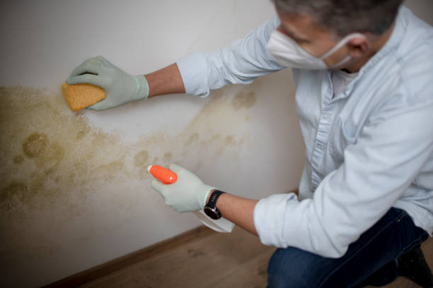 Best Basement Mold Remediation in Skyline, AL