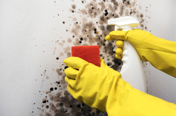Best Residential Mold Remediation in Skyline, AL