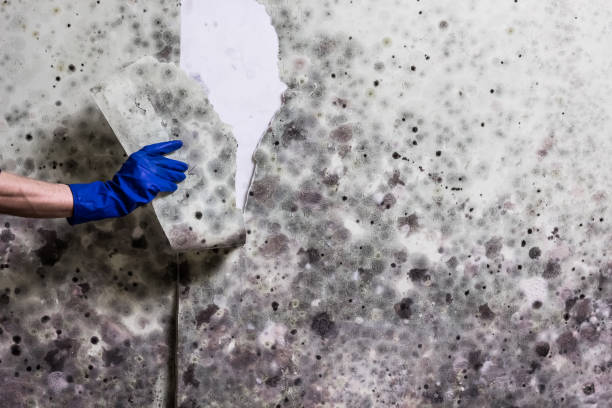 Best DIY Mold Remediation Support Services in Skyline, AL